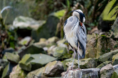 A gray heron stands on a rock in fine weatherの写真素材