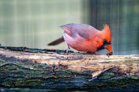 A beautiful bird sits on a branch in a German aviary
