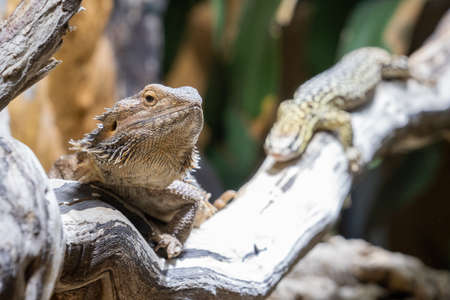 A bearded dragon on a branch in a terrarium