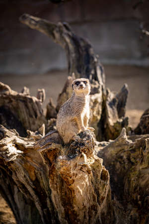 A meerkat sits on the surface and looks around.の写真素材