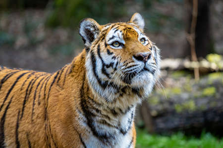 A proud Siberian tiger from a German zoo in nice weatherの写真素材