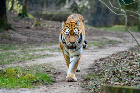 A proud Siberian tiger from a German zoo in nice weatherの写真素材