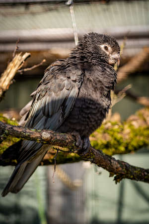 A beautiful bird from a zoo in Germany in nice weatherの写真素材