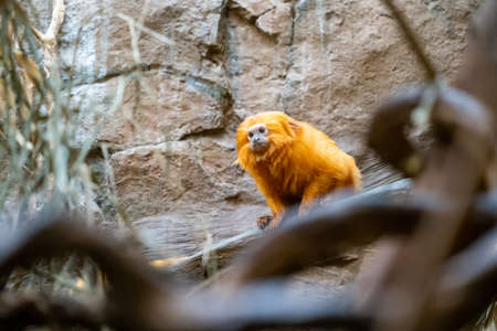 A little orange monkey on a branchの写真素材