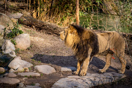 A majestic lion strides ahead in fine weatherの写真素材