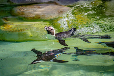 Several swimming penguins in clear water in fine weatherの写真素材