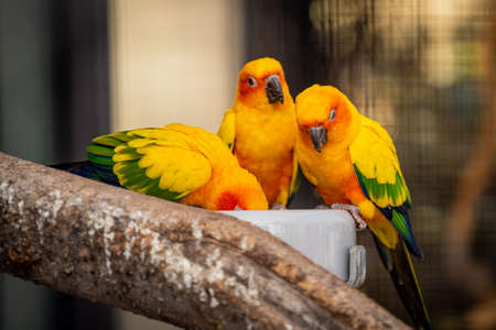 Three sun parakeet sit at the drinking bowl and drink