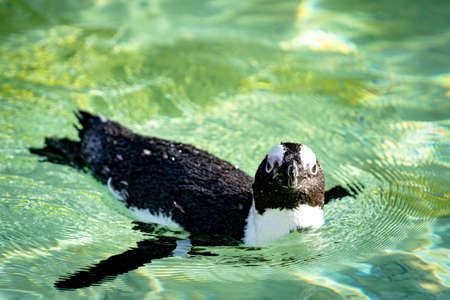 A swimming penguin in clear water in fine weatherの写真素材