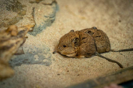 Two little mice on barren ground in fine weatherの写真素材