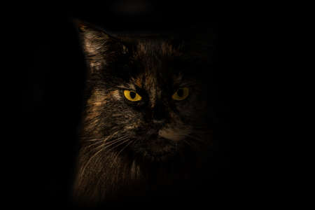 A black and brown Maine Coon cat with a scowl looks at the camera. The background is black and the cat is lost in a black gradient.の写真素材
