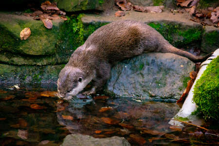 An otter sits on a rock by a small river and drinks.の写真素材