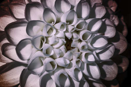 This picture shows the structure of a dahlia flower as a close-up.