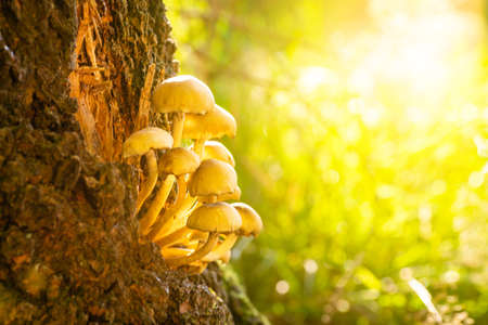 Close up of some mushrooms on a tree trunk in fine weather