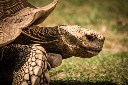 Close up of a giant tortoise in good weather.の写真素材