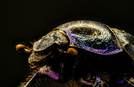 Stacked close up of a dung beetle against a black background in low keyの写真素材