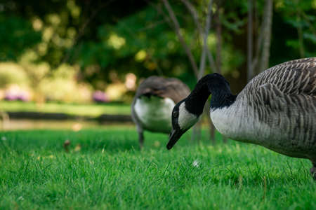 The focus is on a goose walking around a river bank with other geese and ducks.の写真素材