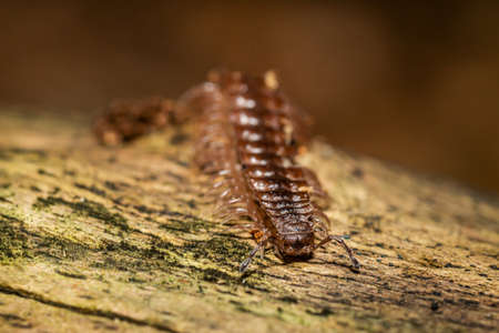 The millipede sits in an old, weathered branch and looks for protection in it. Taken in a German...