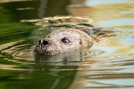 A seal swims in the water. Only the head can be seen.の写真素材