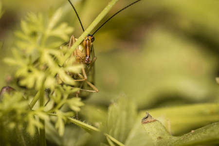 A small scorpion fly sits in the green of a meadow. The picture was taken in the evening.の写真素材