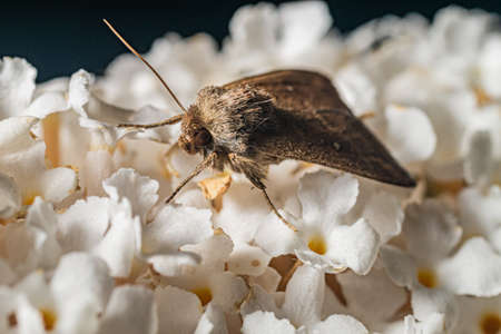 A moth sits on a white flower and drinks nectarの写真素材