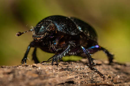 A dung beetle walks around on the ground in the forest