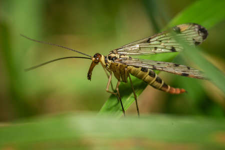 A small scorpion fly sits in the green of a meadow. The picture was taken in the evening.の写真素材