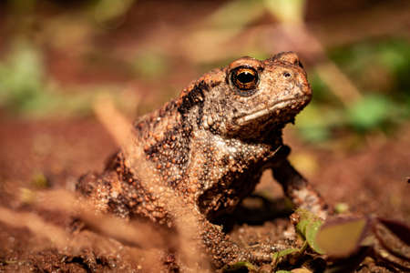 Close up of a common toad sitting on barren forest floor