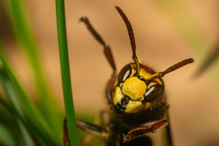 A European hornet from the Vespidae family looks friendly at the camera