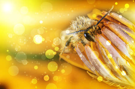 Stacked image of a wild bee on a flower. The colors have been adjusted so that the picture has a...