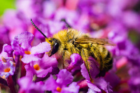 A wild bee on a butterfly lilac