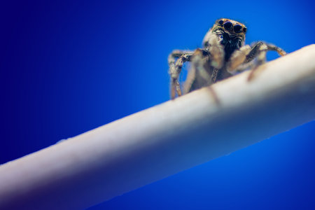 Close up of a zebra spider from the family Salticidae on a branch against a blue background