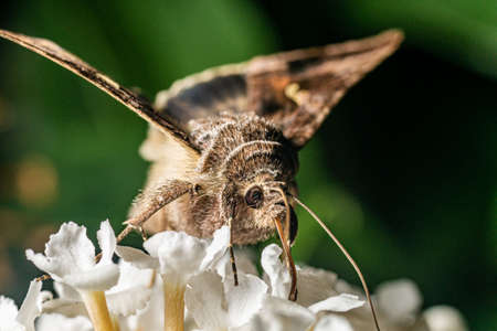 A large moth sits on a lilac and drinks nectarの写真素材