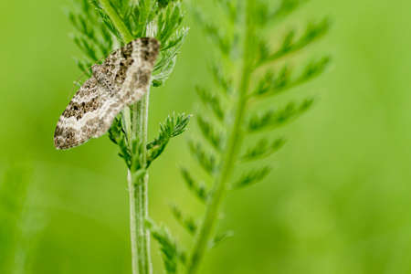A common carpet moth in a meadow in the early evening
