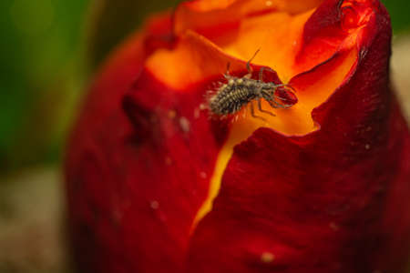 A green lacewing larva on a flower in a public park in Saarland