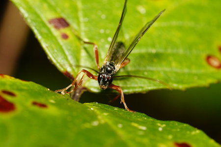 Close up of a pimplinae on a green leaf. The animal looks at the camera.