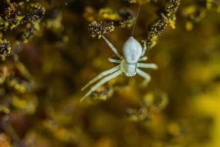 A crab spider lurks in a sunflower for its prey
