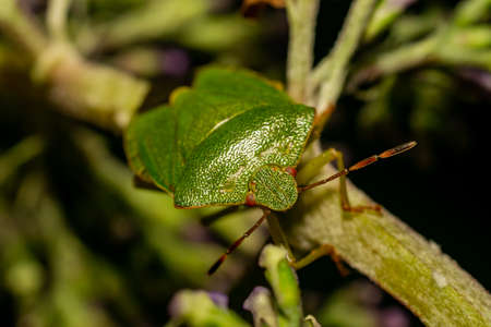 A green shield bug climbs around on a plantの写真素材