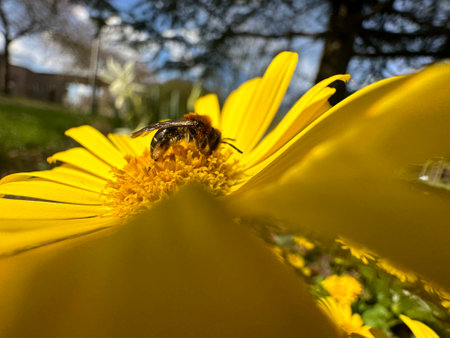 The honey bees are a genus of the real bee family and depending on the taxonomic view, the genus...