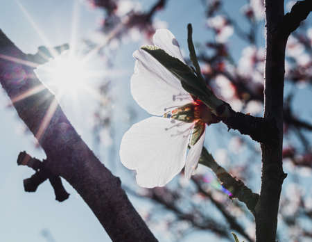 beautiful almond blossoms in a sunny day.の写真素材