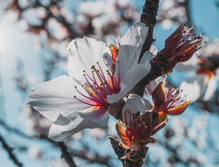 beautiful almond blossoms in a sunny day.の写真素材