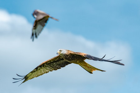 A Red Kite soars above the feeding station at West Wales