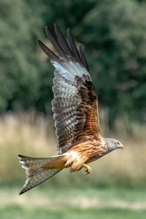 A Red Kite soars above the feeding stationの写真素材