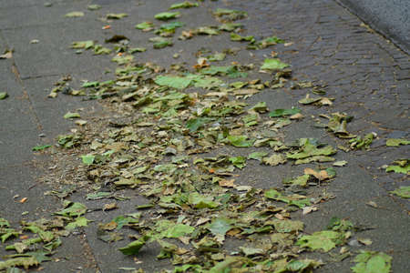 Autumn Street