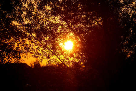 Sunrise in the forestの写真素材