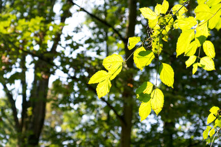 Leaves on a tree in summer