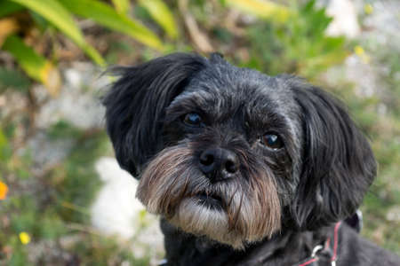 dog in the garden