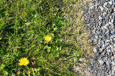 A piece of green and pebblesの写真素材