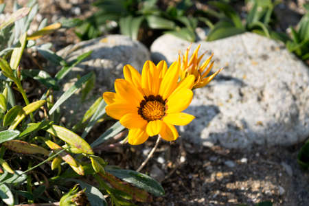 Yellow flower among stonesの写真素材