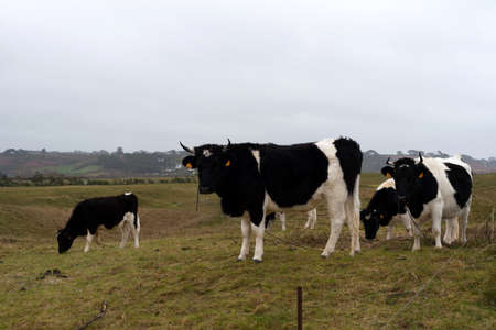 Cows on the meadowの写真素材