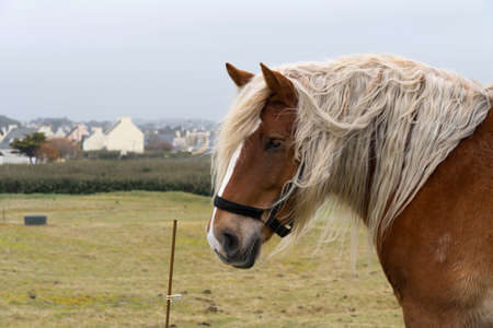 A horse in a meadowの写真素材